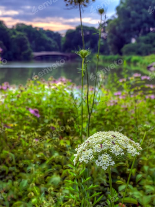 Preview: Bow Bridge, Central Park, New York City On Cloudy Day