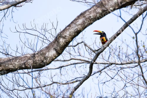 Preview: Fiery Billed Aracari Perched On A Tree In The Costa Rican Southern Pacific