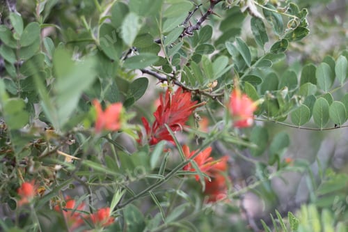 Preview: A Bush Of Castilleja Subinclusa With Orange Flowers 8149
