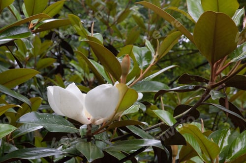 Preview: Magnolia Flower With An Open Bloom