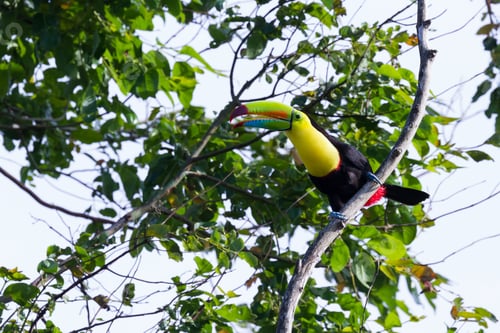 Preview: Keel Billed Tucan, A Beautiful Bird With Vivid Colors Perched On A Tree In The Rainforest Of Costa