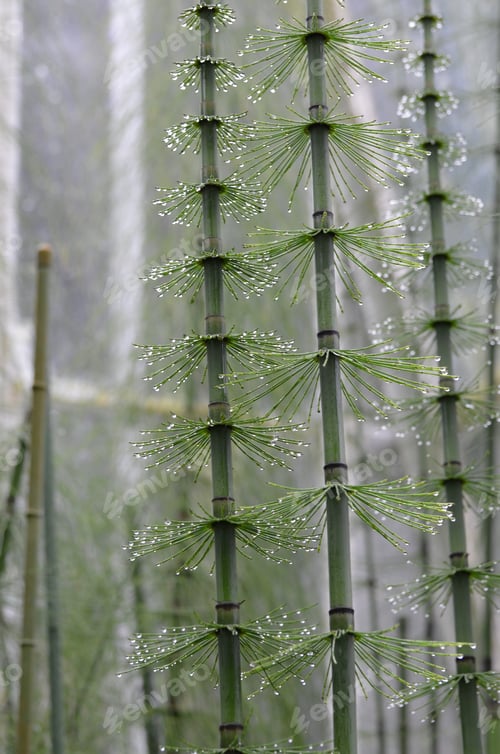 Preview: Green Mare'S Tail Plants Growing In A Grove With Dew Drops.