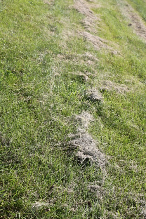 Preview: A Field Of Short, Freshly Mowed Green Grass With Botanical Debris. 3484