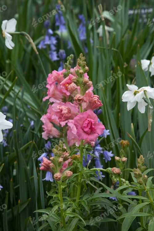 Preview: A Pink Ornamental Onion In The Shade