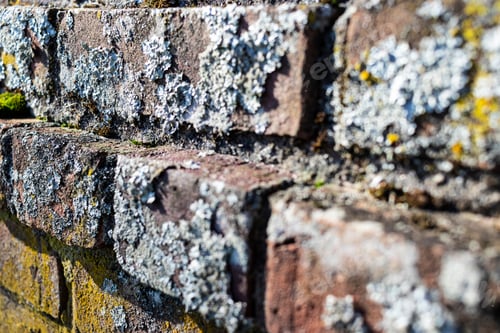 Preview: Fungus And Moss Growing On An Old Brick Wall Selective Focus