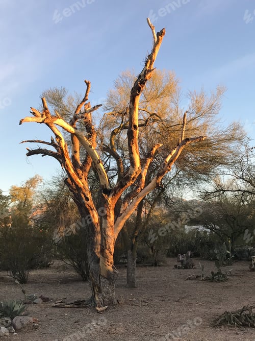 Preview: Dead Tree In The Morning Sunlight