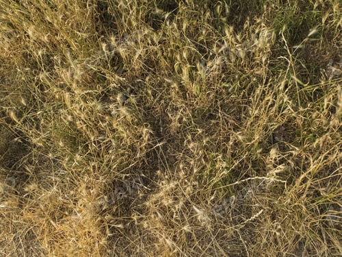 Preview: Wild Natural Grass Texture, Of A Golden Colour. Nobody.
