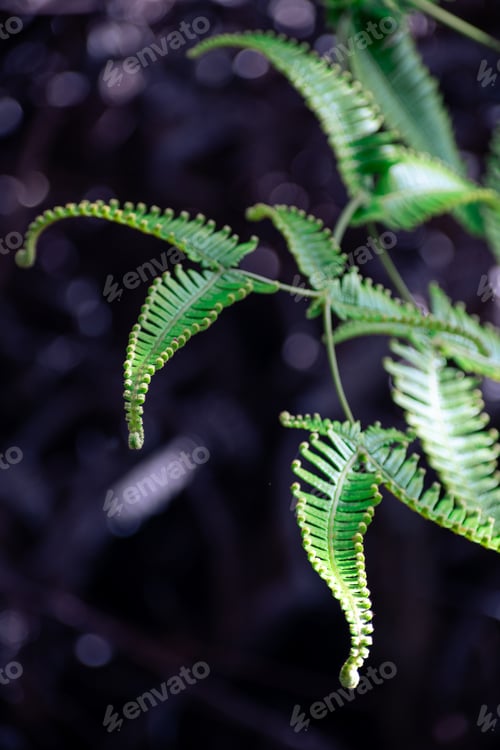 Preview: Close Up Of A Beautiful Green Fern Plant On A Sunny Day In Volcano National Park, Hawaii.