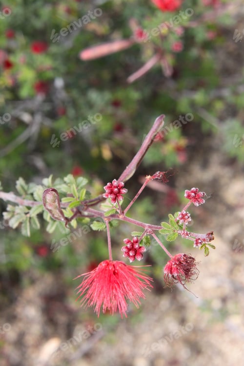 Preview: A Calliandra Eriophylla Plant With Bright Pink Fairy Duster Flower Blossoms 8750