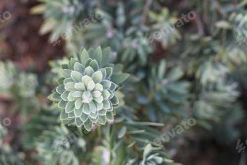 Preview: The Green Leaves Of A Pohutukawa Plant 0103