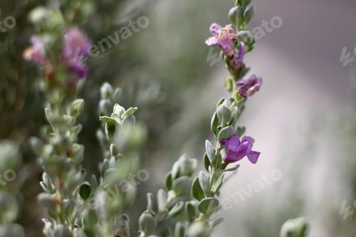 Preview: A Leucophyllum Fructescens Cenizo Plant With Purple Flowers 0713
