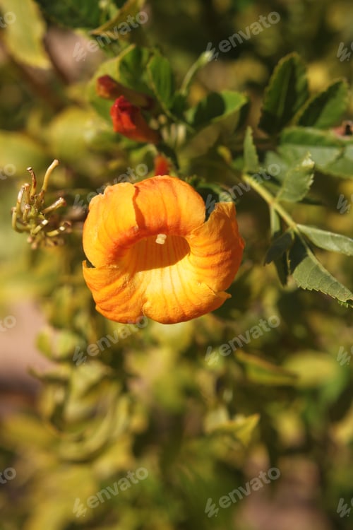 Preview: Clumps Of Orange Trumpet Vine Flowers 6281