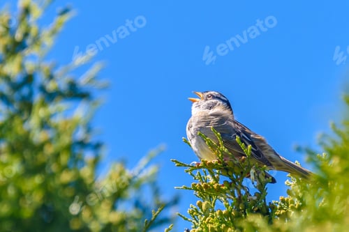 Preview: Yellow-Rumped Flycatche