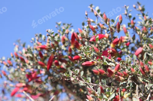 Preview: A Desert Penstemon Bush With Bright Pink Flowers 6509