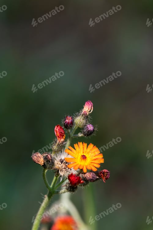 Preview: Little Yellow And Orange Hawkweed Flower