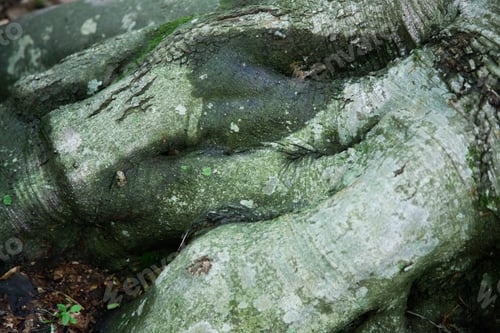 Preview: Abstract Natural Tree Roots