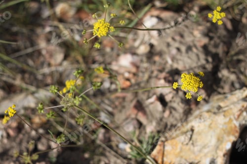 Preview: A Cluster Of Golden Alexander Zizia Aurea Wildflowers