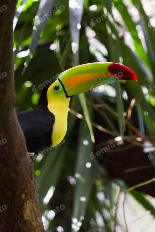 Preview: Closeup Of A Keel Billed Toucan In The Rainforest Of Belize