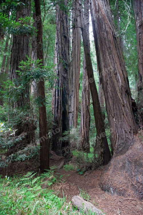 Preview: Tall Coastal Redwood Trees From California
