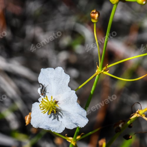 Preview: A Close Up Of A Small Black And White Fly With Red Eyes On A White Arrowhead Wild Flower In The