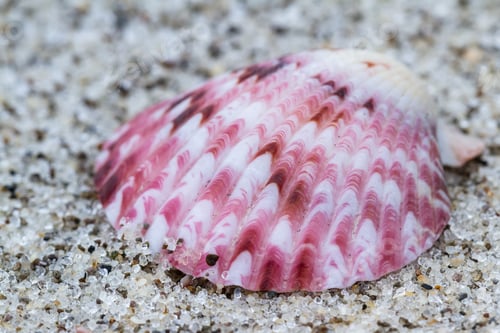 Preview: Close Up Of A Small Colorful Sea Shell In A Tropical Panamanian Beach
