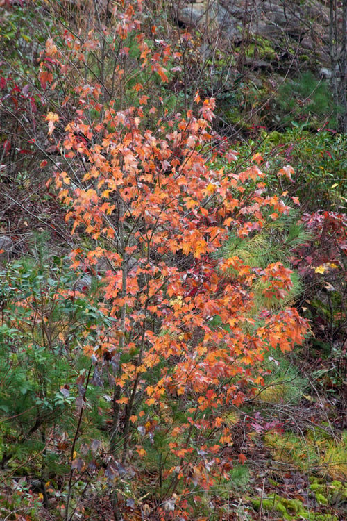 Preview: Autumn Trees Of Red And Orange