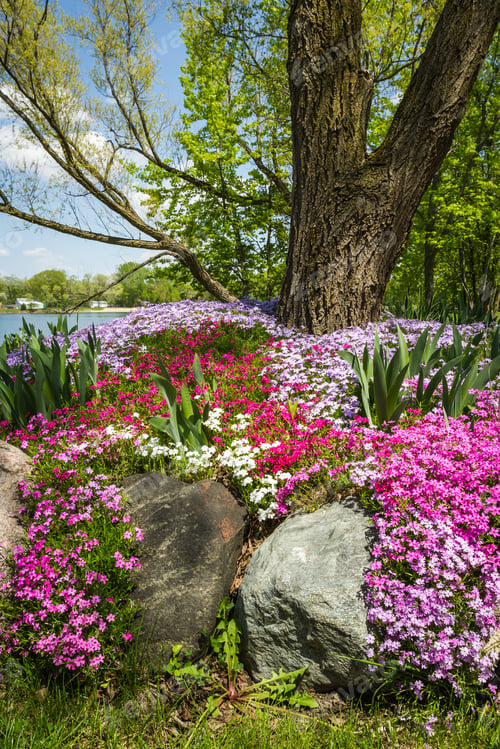 Preview: Beautiful Landscaping With Colorful Phlox Covering The Grounds Of A Large Yard