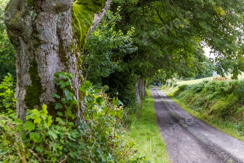 Preview: Narrow Gravel Road Lined With Large Mature Trees In The Scottish Highlands