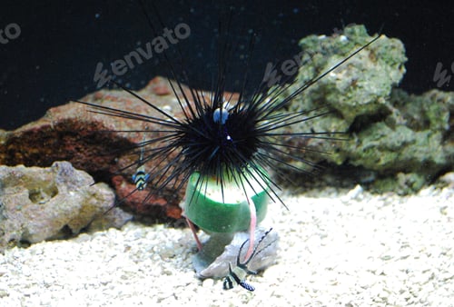 Preview: An Underwater Look At A Black Spiney Sea Urchin.