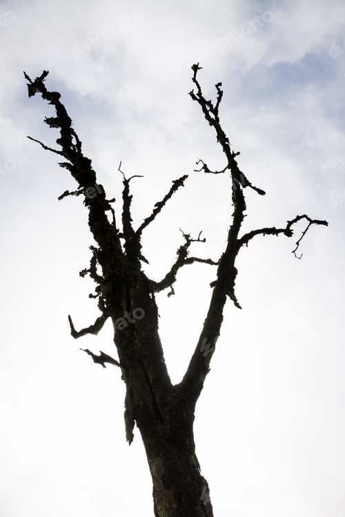 Preview: Trees