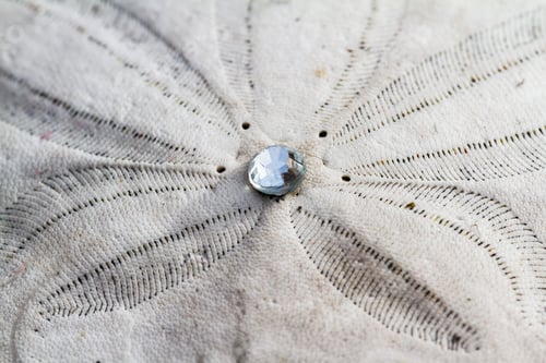 Preview: Close Up Of A Sand Dollar With A Small Gem In The Middle Glowing In The Bright Sunshine