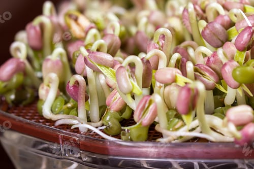 Preview: Close Up Of A Sprouting Tray With Green Soy Beans Growing After Just Two Days Of Sprouting