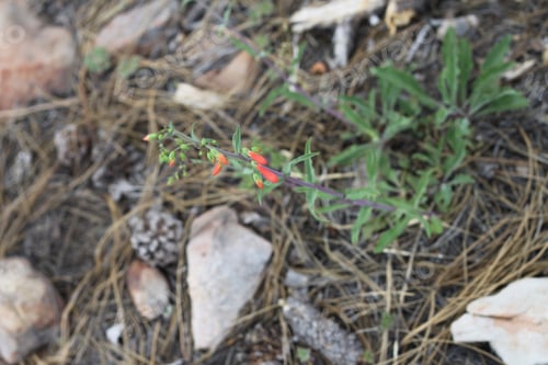 Preview: A Firecracker Penstemon With Orange Flowers 8684