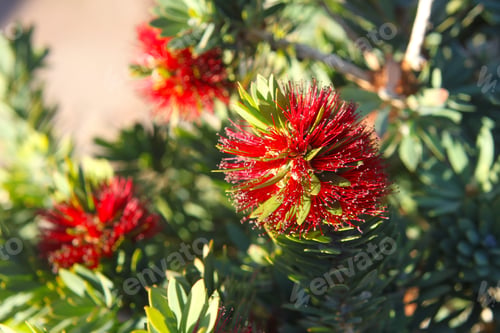 Preview: A Pohutukawa Plant With Green Leaves And Bright Red Flowers 3280