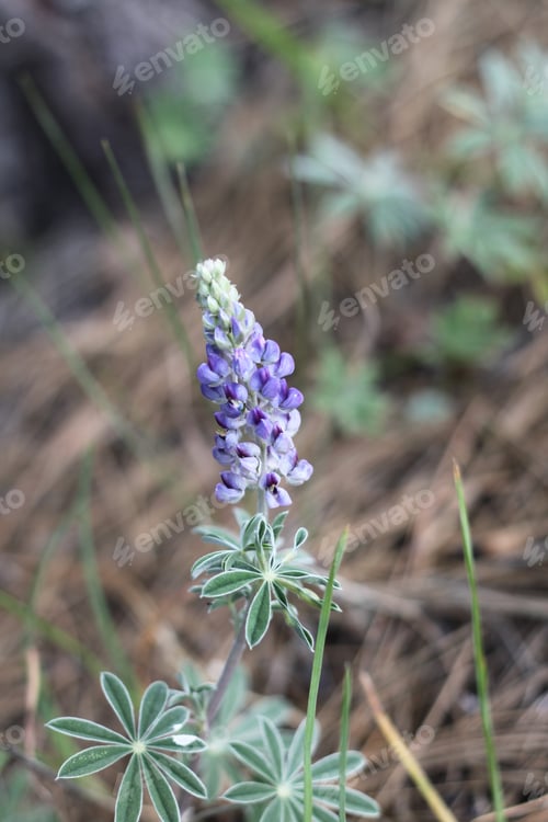 Preview: A Lupinus Sparsiflorus Plant With Flowers 8878