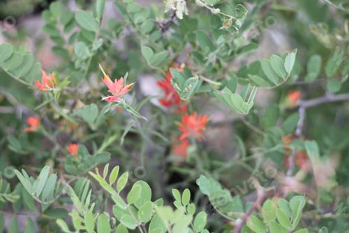 Preview: A Bush Of Castilleja Subinclusa With Orange Flowers 8154