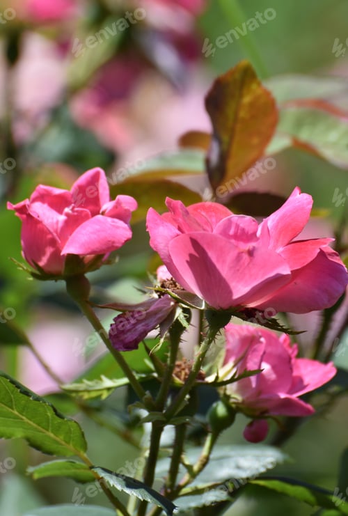 Preview: Stunning Rose Garden With Bloomed Pink Roses