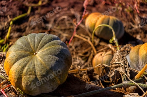 Preview: Pumpkin Patch Farm Series - Greenish Pumpkin In The Field 1