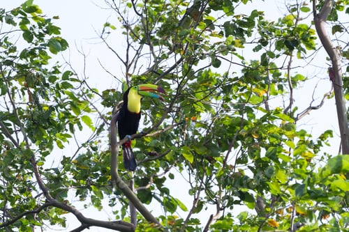 Preview: Keel Billed Tucan, A Beautiful Bird With Vivid Colors Perched On A Tree In The Rainforest Of Costa