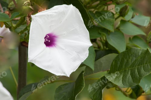 Preview: Morning Glory With Green Leaves Background