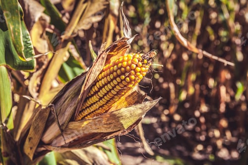 Preview: Corn Field (Patch)