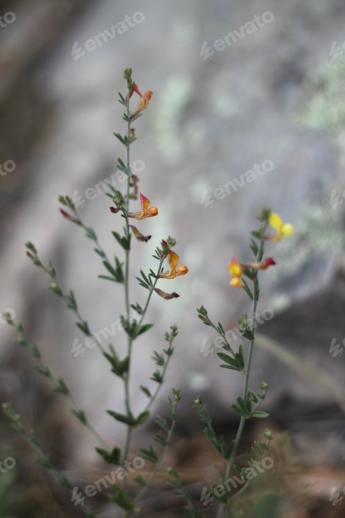 Preview: A Clump Of Desert Rock Pea Flowers 8254