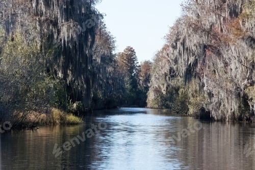 Preview: Swamp Trees Reflected In The Water