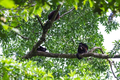 Preview: Road Side Natural Scene In San Carlos, Costa Rica With Howler Monkeys Up In The Trees, Including A