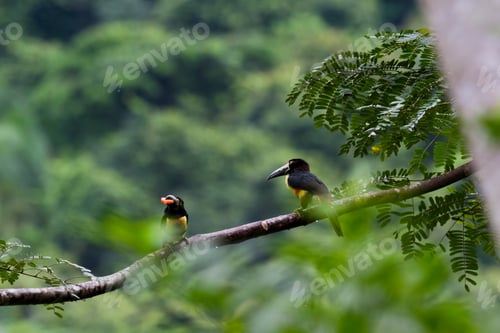 Preview: Aracari Toucan Perched On A Branch In The Rainforest Of Belize