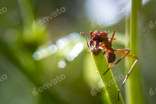 Preview: Macro Image Of A Red Leaf Cutter Ant In Costa Rica Cutting Away At A Leaf Stem Over A Natural Green