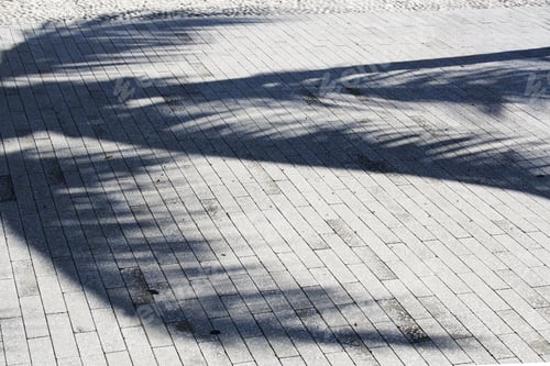 Preview: Palm Tree Shadows On The Sidewalk