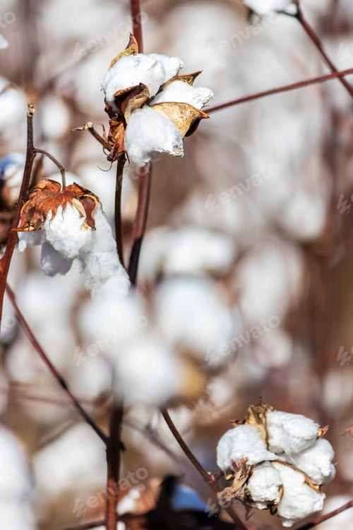 Preview: Closeup Of Blooming Cotton In A Field Ready For Harvest