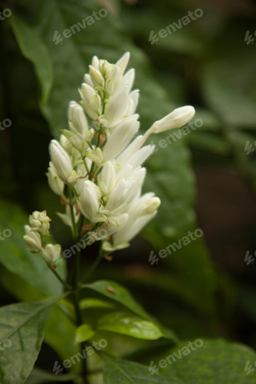 Preview: White Flower Growing Outdoors