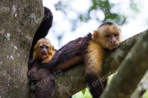 Preview: Mom And Baby White Faced Moneys Relaxing In A Large Tree In The Costa Rican Rainforest